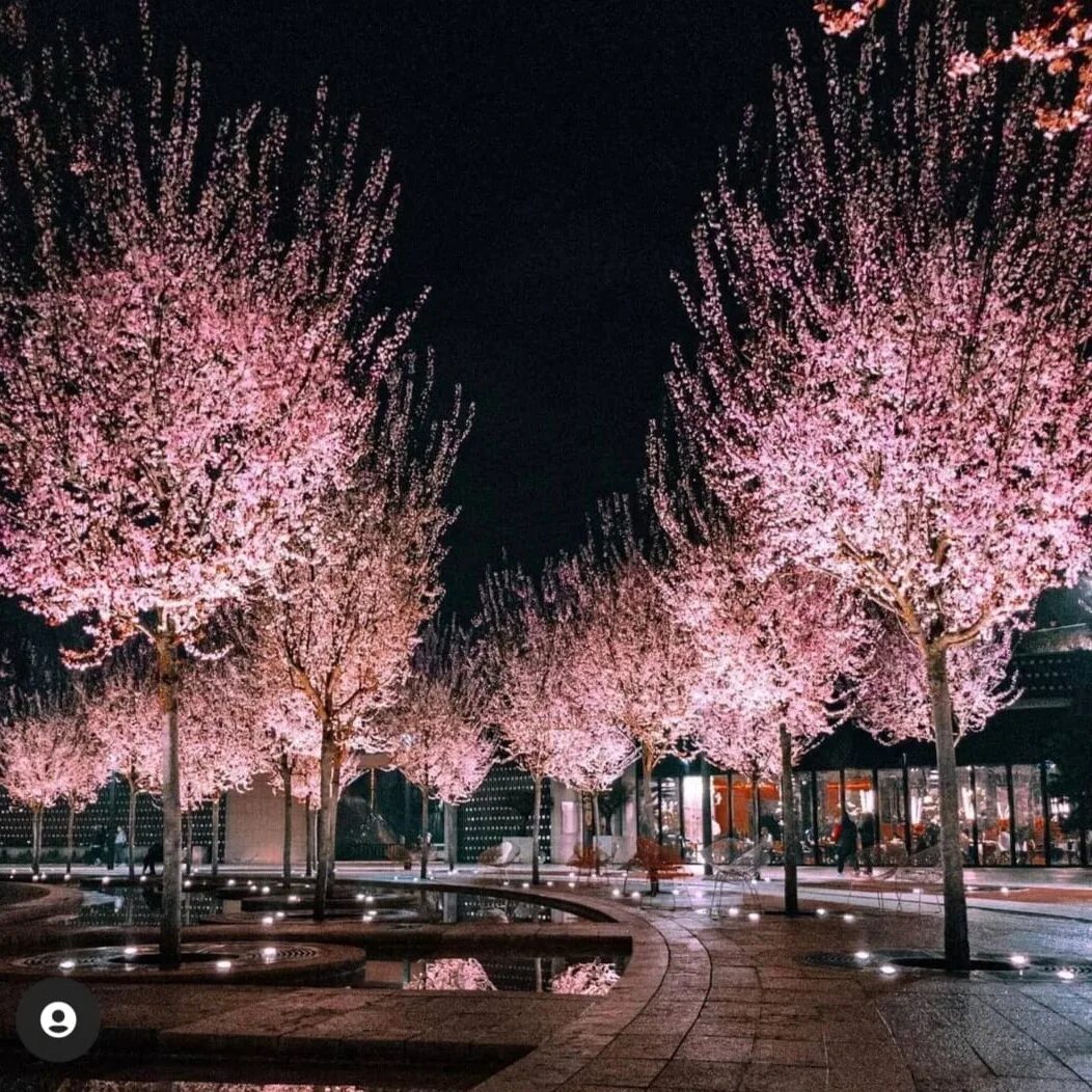 Парк Галицкого в Краснодаре весной. Парк Галицкого в Краснодаре вечером. Ночной парк Галицкого в Краснодаре. Парк Галицкого цветение Сакуры.