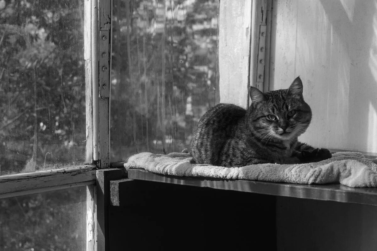 имена для серых котов. смешные клички для котов. уличный кот по кличке боб книга. уличный кот боб и джеймс боуэн. книги похожие на кот по имени боб.