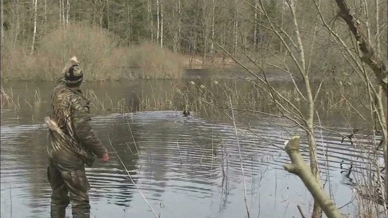 Открытие весенней охоты 2024 в ленинградской области. Охота на утку весной с подсадной. Охота с подсадной уткой весной. Охота на селезня с подсадной.