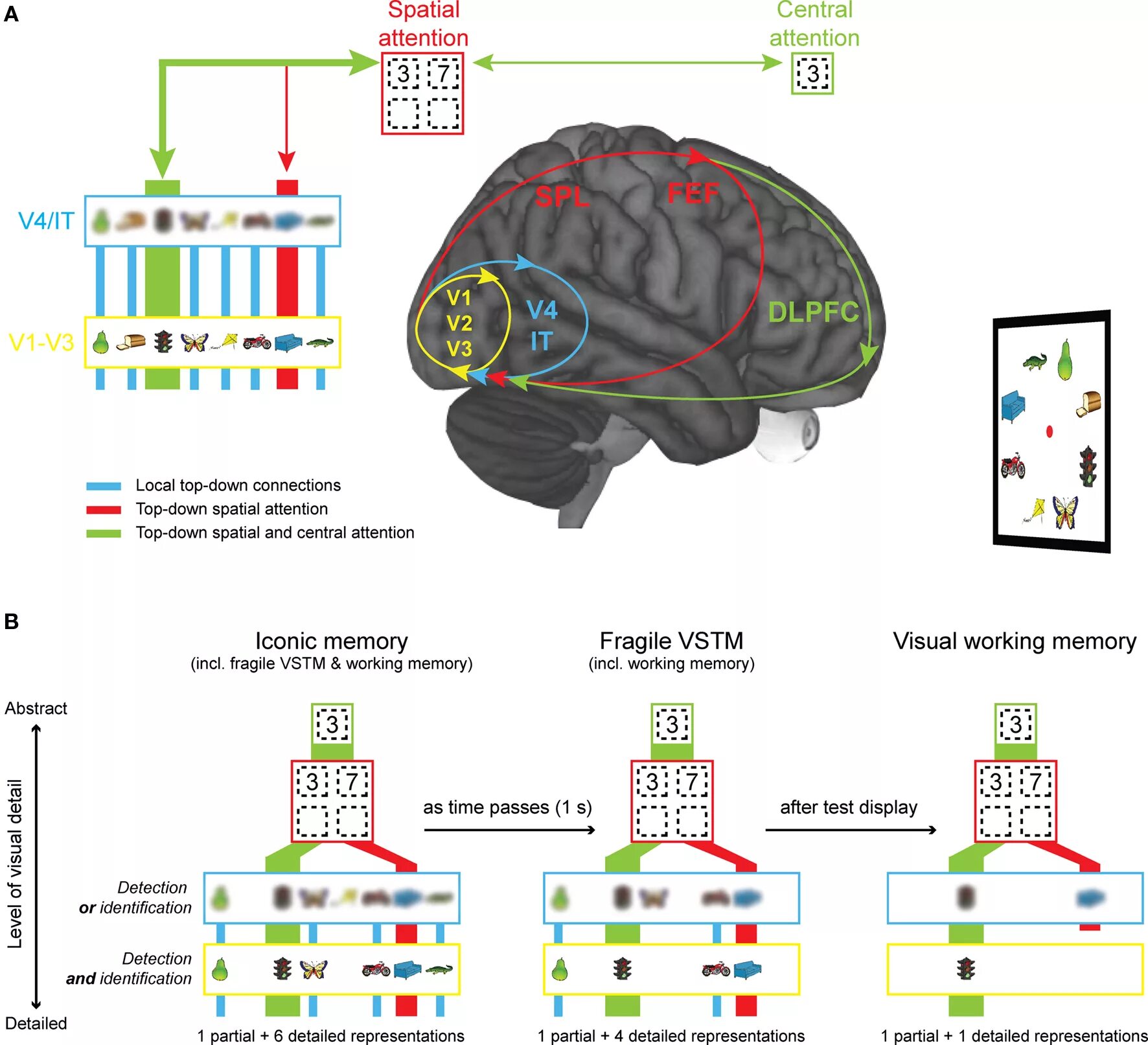 Neural tech labs отзывы. Visual working memori. visual cortex. brainfingers tech neural схема. sensory memory.