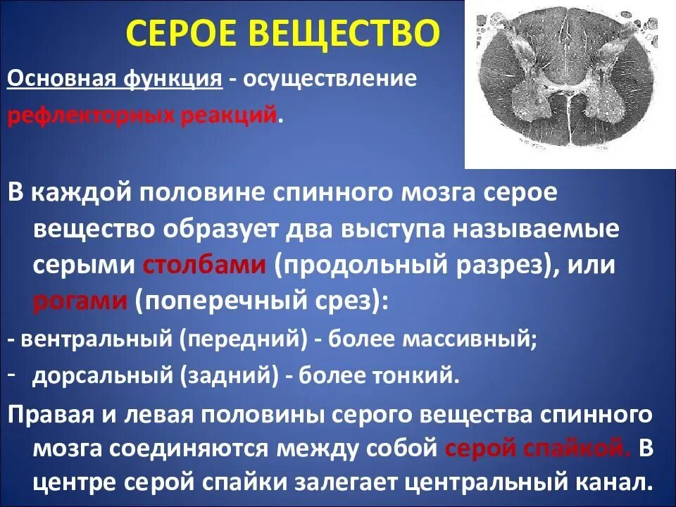 Особенности строения серого вещества. Функции серого и белого вещества спинного мозга. Серое вещество спинного мозга строение и функции. Серое вещество головного мозга функции. Что находится в сером веществе