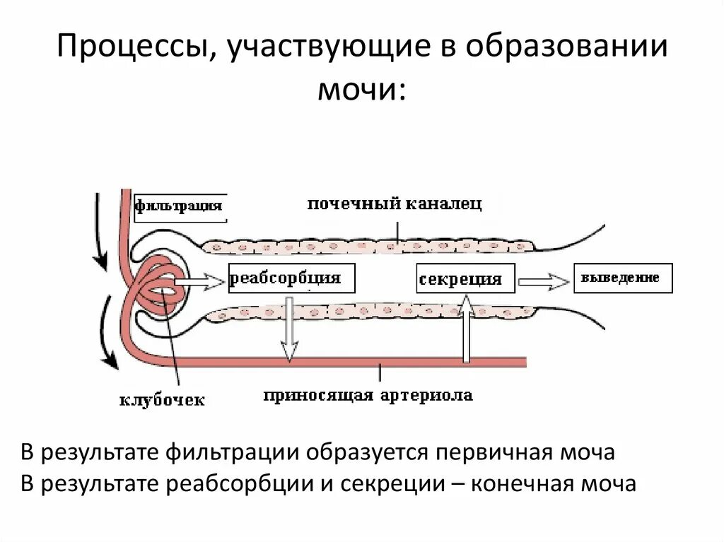 Образование мочи тест. Процесс образования мочи. Процеес образование мочи. Процесс образования мочи схема. Выделительные процессы.