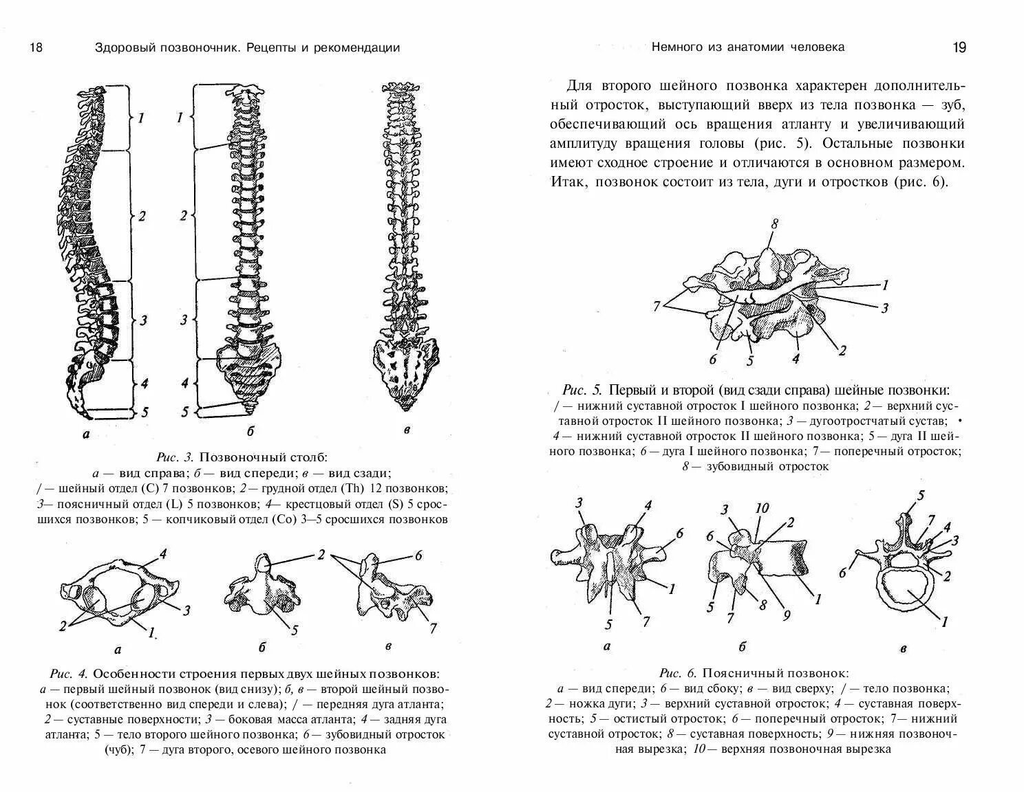 Сросшиеся отделы позвоночника. Здоровый позвоночник. Рецептуру позвоночника. Особенности строения позвонков разных отделов позвоночного столба. Схема позвоночника с нумерацией позвонков.