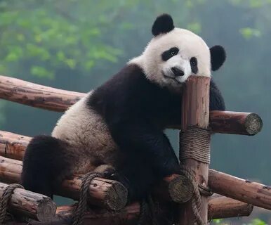 Pandasama