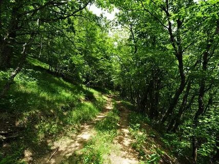 Леса крыма