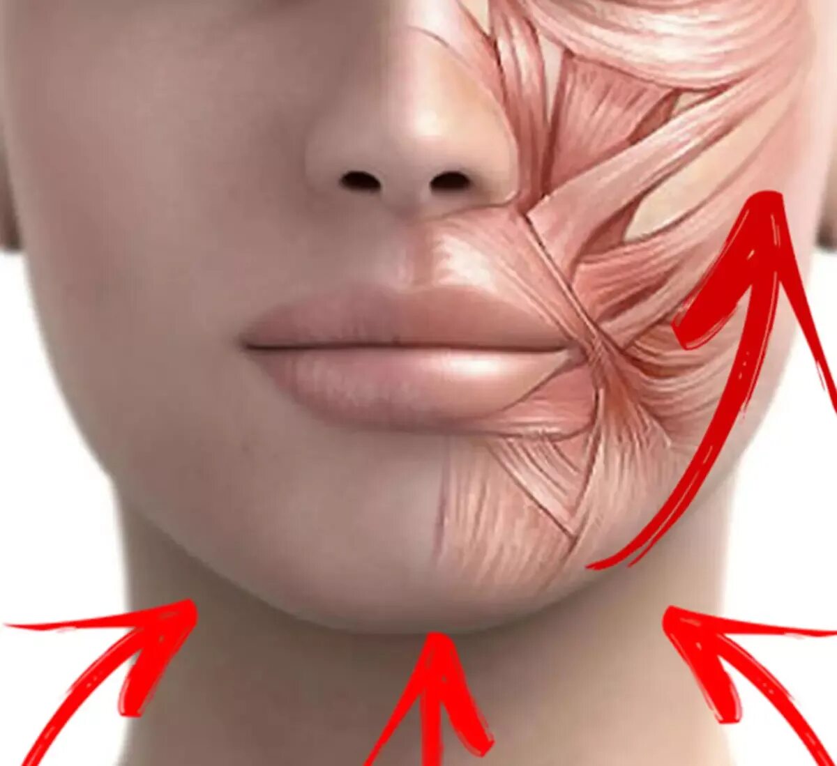 Подтяжка рта. Мышцы лица брыли. Анатомия брылей на лице. Упражнения от брылей.