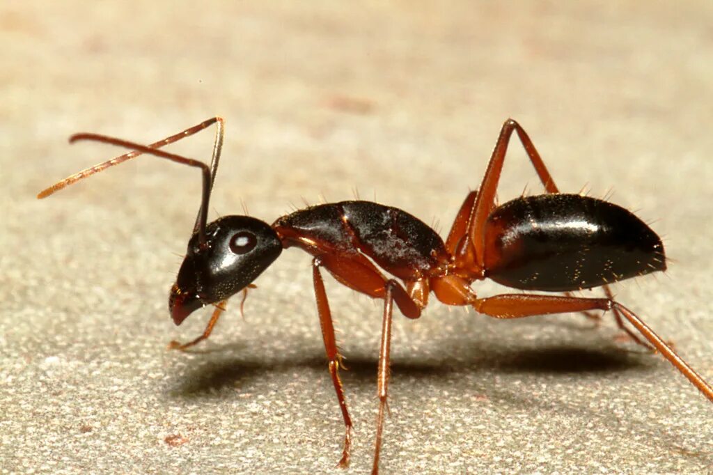 Муравьи pheidole megacephala. Муравей в коране. Притча про муравья. Сулейман муравьи. Манхэттенский муравей.