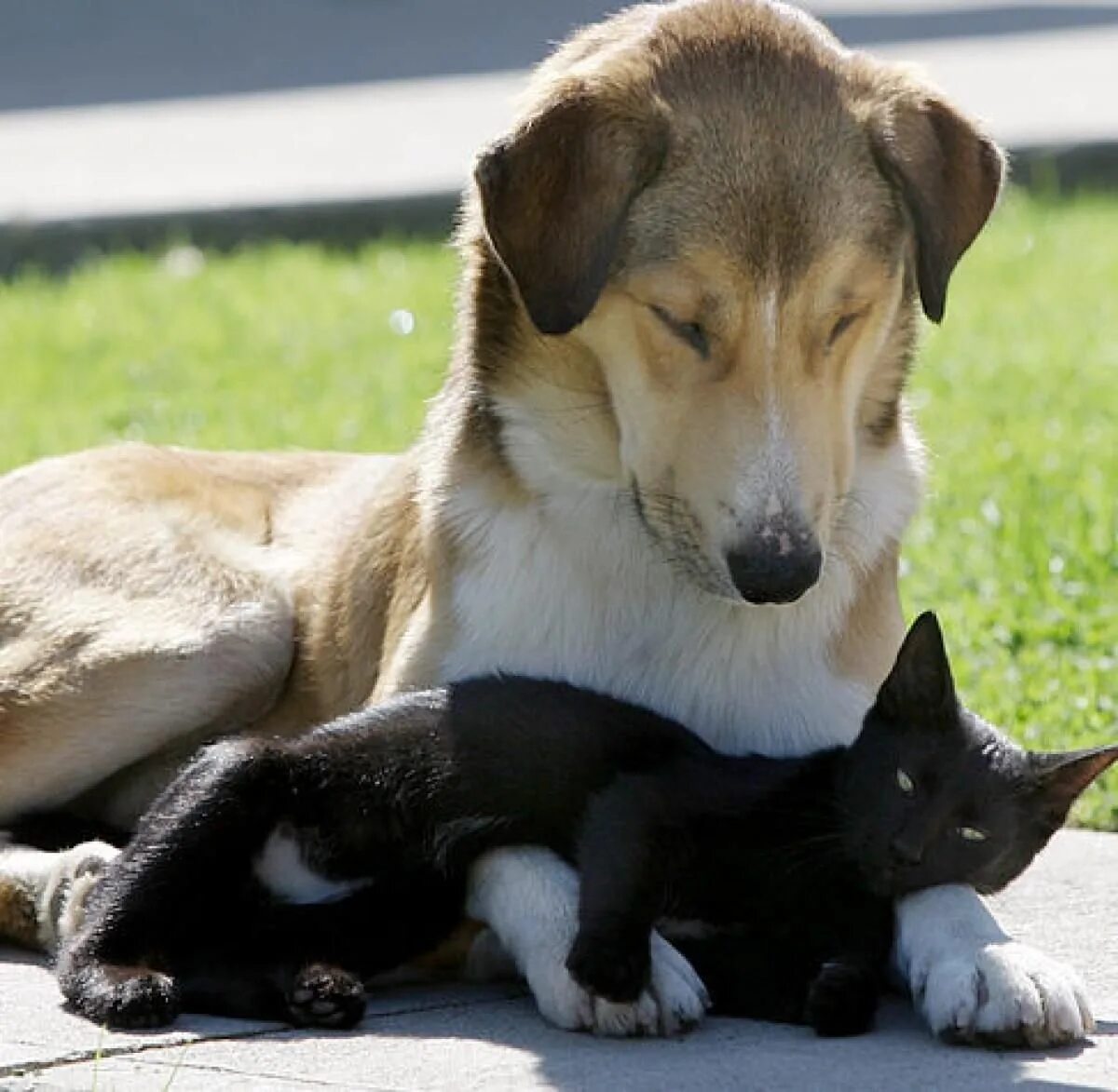 Дружба животные. Кошки и собаки. Собаки дружат. Дружба кошки и собаки.