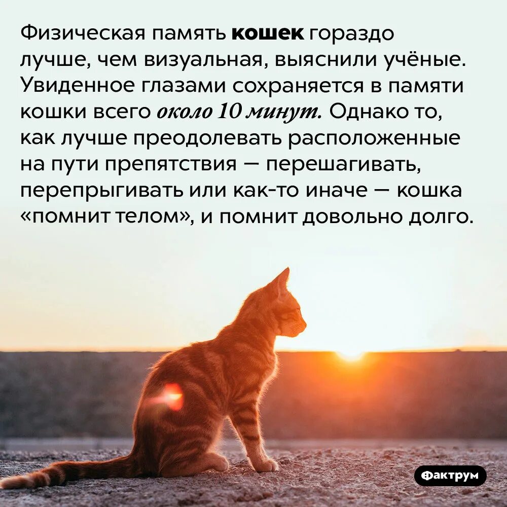 Как понять чего хочет кошка. Потерялась кошка. На сколько дней уходила кошка. Могги кот. Объявление о пропаже кота.