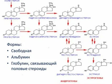 Глобулин связывающий
