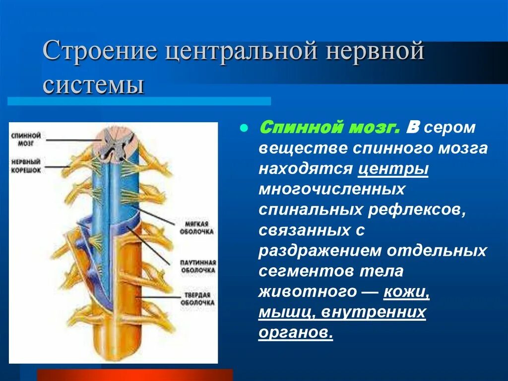 Центральная нервная система анатомия. Структуры спинного мозга строение и функции. ЦНС спинной мозг строение. Строение спинного мозга строение нерва. Нервная система спинной мозг структура.