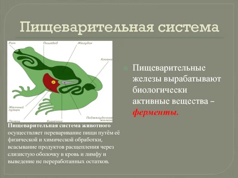 Пищеварительная система животных. Эволюция пищеварительной системы животных. Схема пищеварительной системы животных. Система органов пищеварения животных функции.