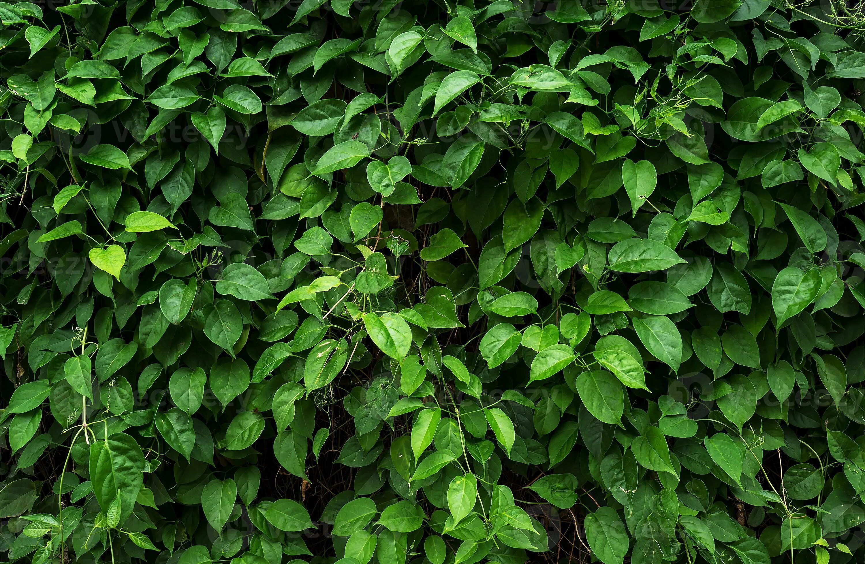 Green leaf отзывы. Dark Green leaves background. OFFICESPACE "стиль. Green leaves". Green leaves Bokej. Greenleaf background.