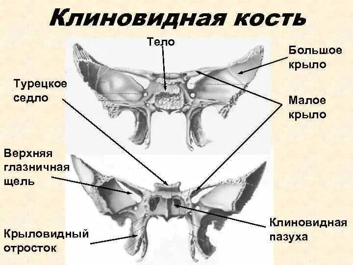 Турецкие седло кость. Отростки клиновидной кости черепа. Борозды клиновидной кости. Клиновидный отросток клиновидной кости. Клиновидная кость черепа анатомия.