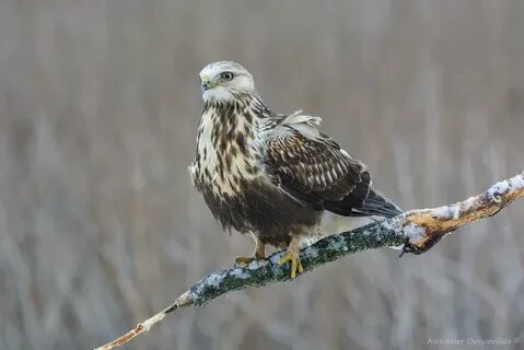 Курская птице