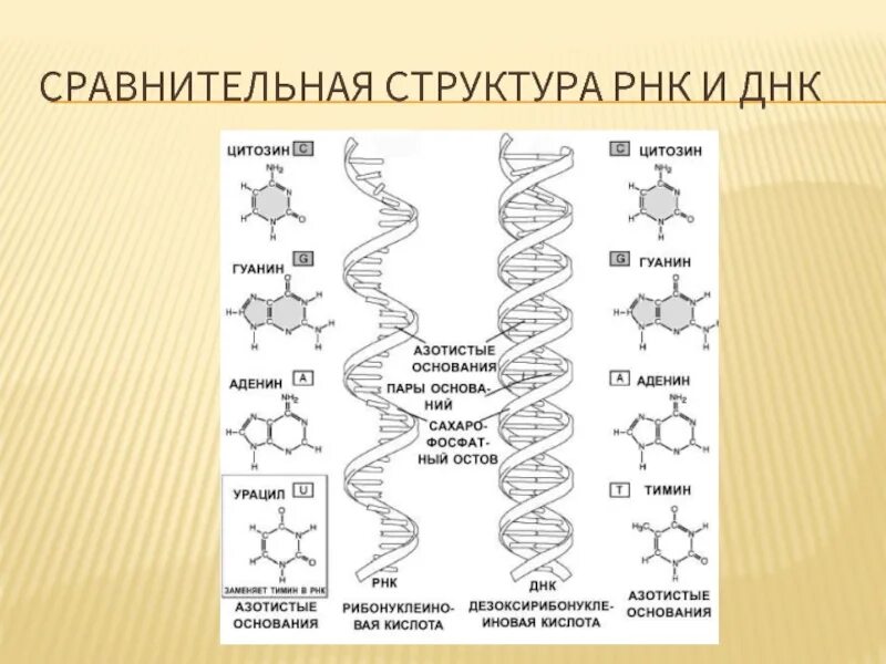 Структура ДНК И РНК. Состав ДНК И РНК. Структуры ДНК РНК АТФ. Сравнительные структуры. Сравнить днк и рнк