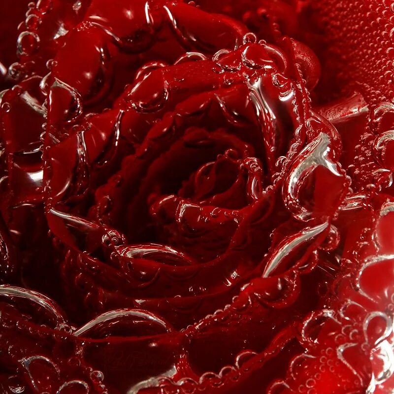 Цветок. Red passion розы. Страстные розы. Роза дарк найт. Розария канон.