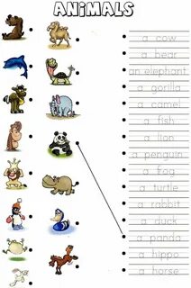 Animals exercises