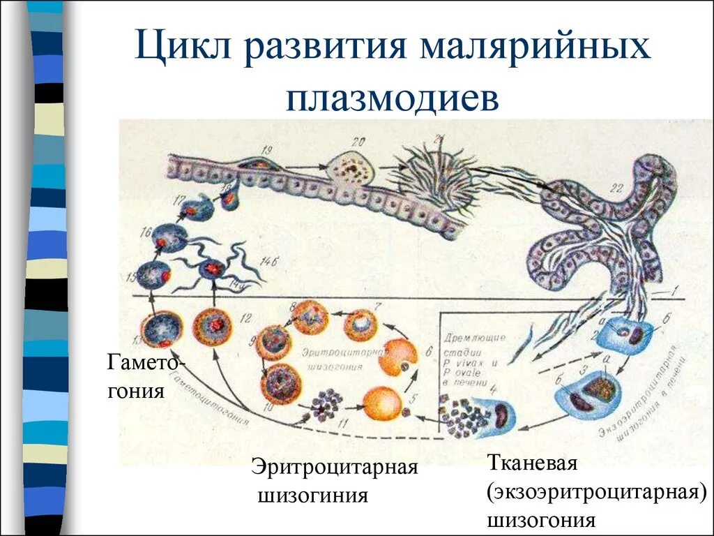 Цикл малярийного плазмодия. Эритроцитарная стадия развития плазмодиев. Цикл развития малярийного плазмодия шизогония. Малярийный плазмодий строение цикла. Малярия цикл развития малярийного плазмодия