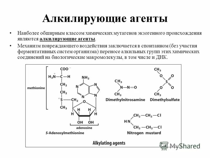 Алкильная группа