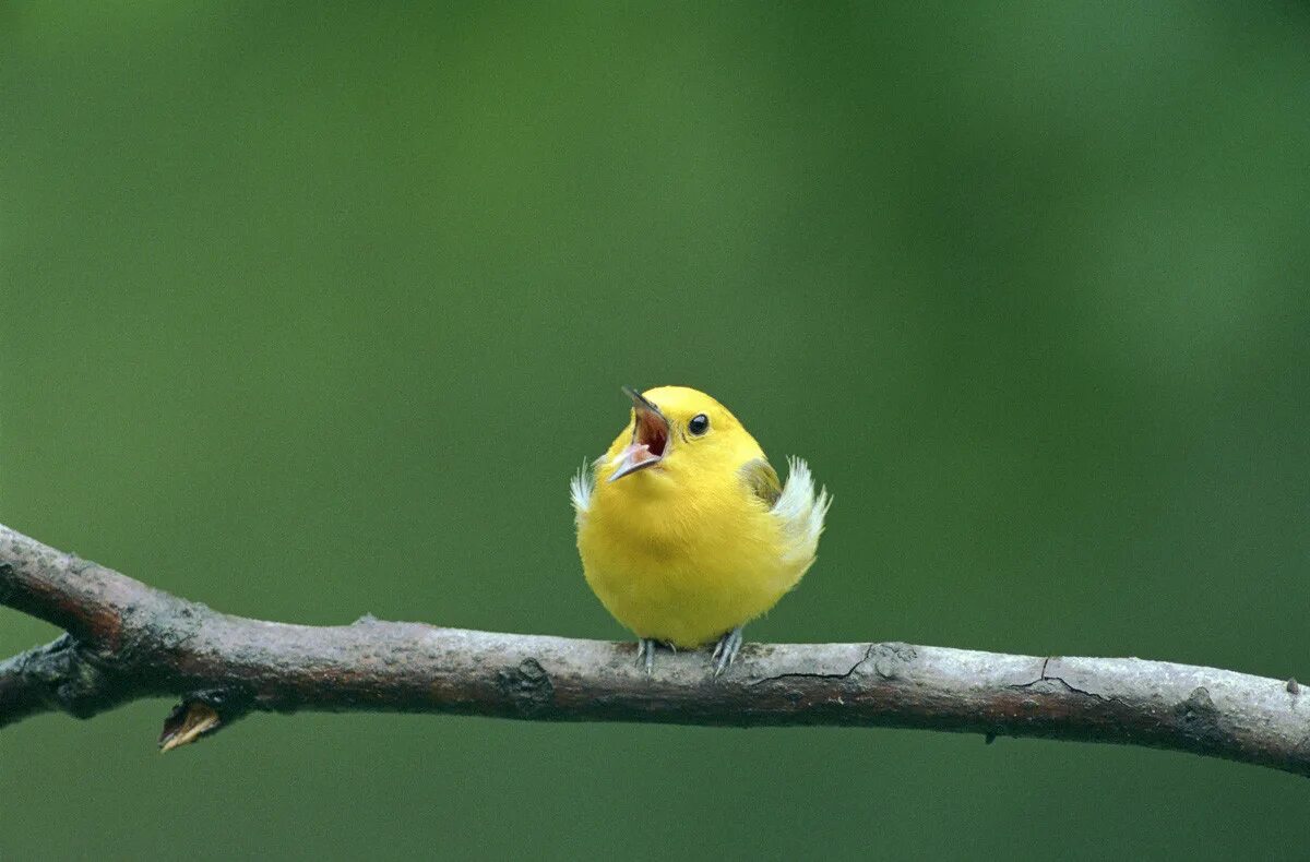 Птица кричит. Орущая птица. Жёлто-зелёные птички на ветке. Желтая птица.