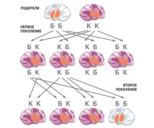 Наследственные задатки по менделю. Опыт Менделя с горохом. Грегор Мендель эксперимент с горохом. Эксперимент Менделя с горохом. Грегор Мендель опыты.