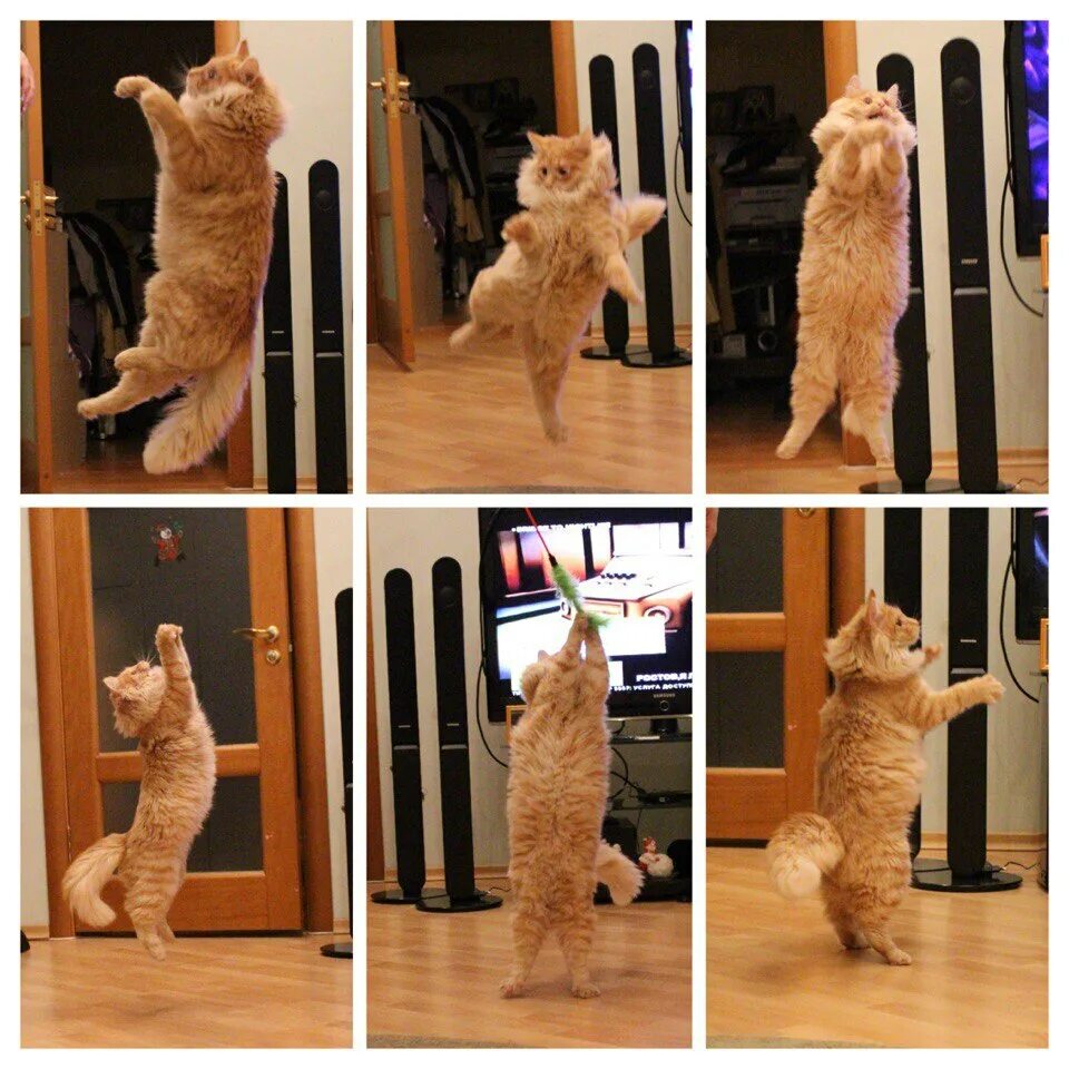 Коты 10 часов. Танцующий кот. Кот танцует. Кот танцует чечетку. Танцующий кот степ.