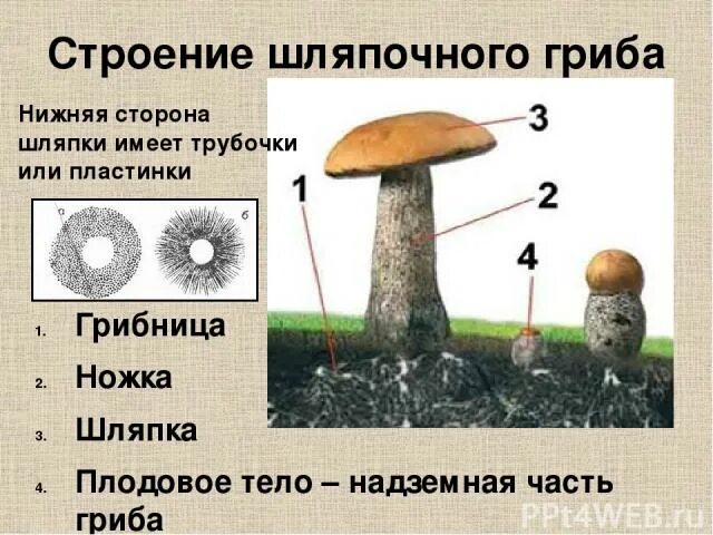 Плодовое тело; шляпка; ножка; грибница;. Строение шляпочного гриба. Плодовое тело шляпочного гриба. Шляпочный гриб плодовое тело шляпка ножка грибница.