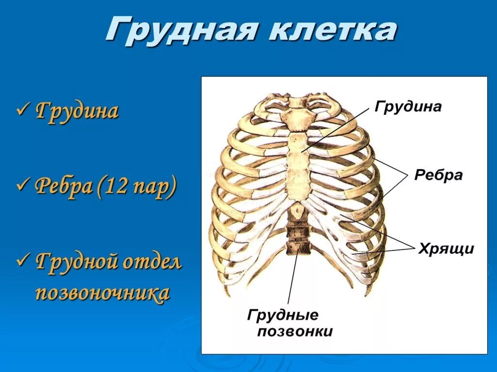 Ребро отдел скелета. Грудная клетка 12 пар ребер,Грудина,12 грудных позвонков. Грудина скелет строение. Строение функции и соединения костей грудной клетки. Кости Грудина человека анатомия.