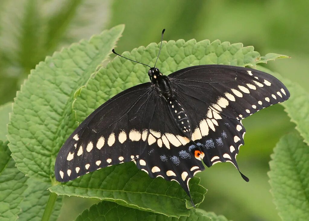 Papilio Polyxenes. Black Swallowtail (Поликсена). Парусник Поликсена бабочка. Papilio brevicauda. Бабочка черный рынок