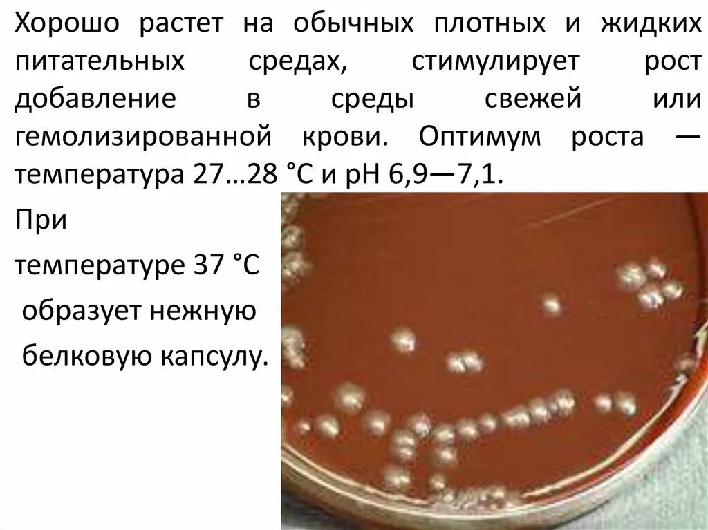 Чума на питательной среде. Чума на плотных питательных средах. Чума на жидких питательных средах. Возбудитель чумы на питательной среде.