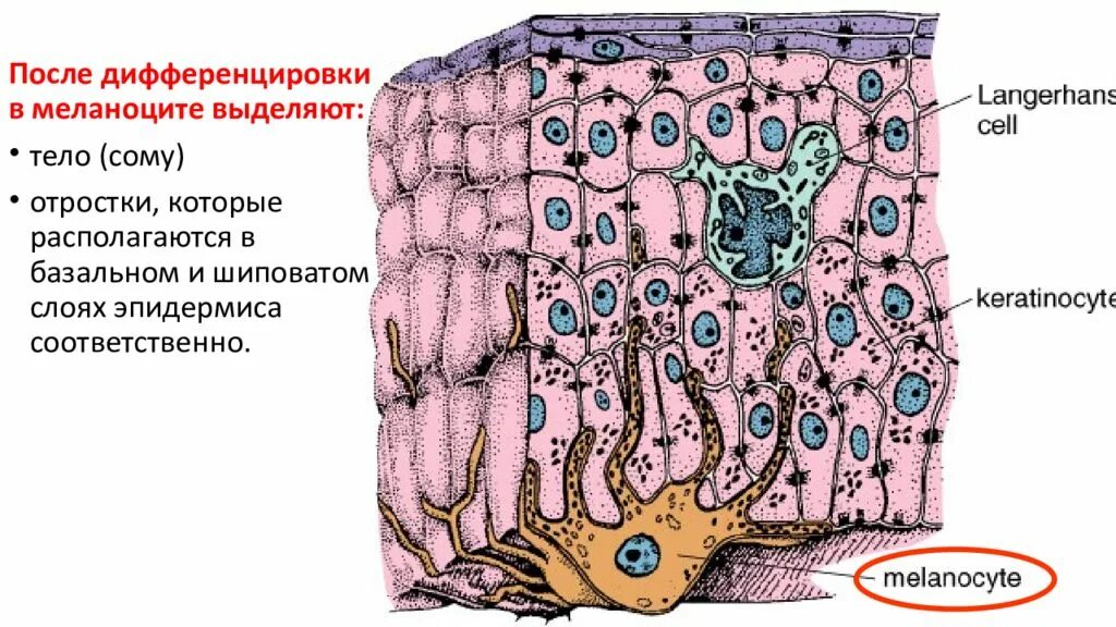Клетки находятся в эпидермисе. Строение эпидермиса меланоцит. клетки меланоциты эпидермиса кожи. меланоцит строение гистология. строение кожи меланоциты.