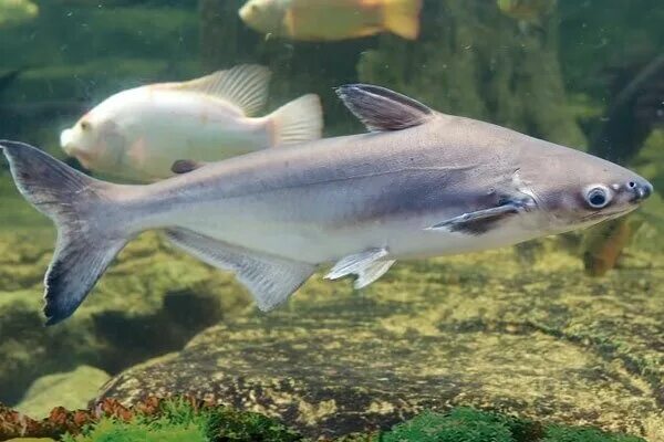 Пангасиус Pangasius hypophthalmus (S)