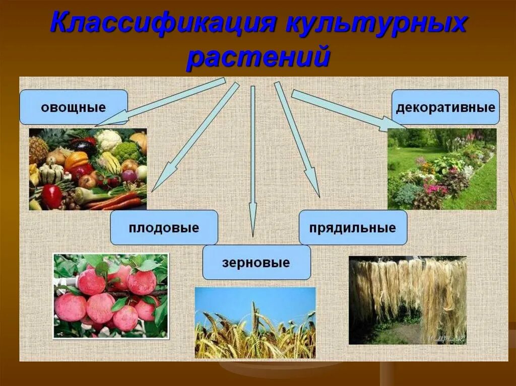 Какого значение культурных растений в жизни человека. Культурные растения. Культурные растения культурные растения. Разнообразие культурных растений. Культурные растения картинки.