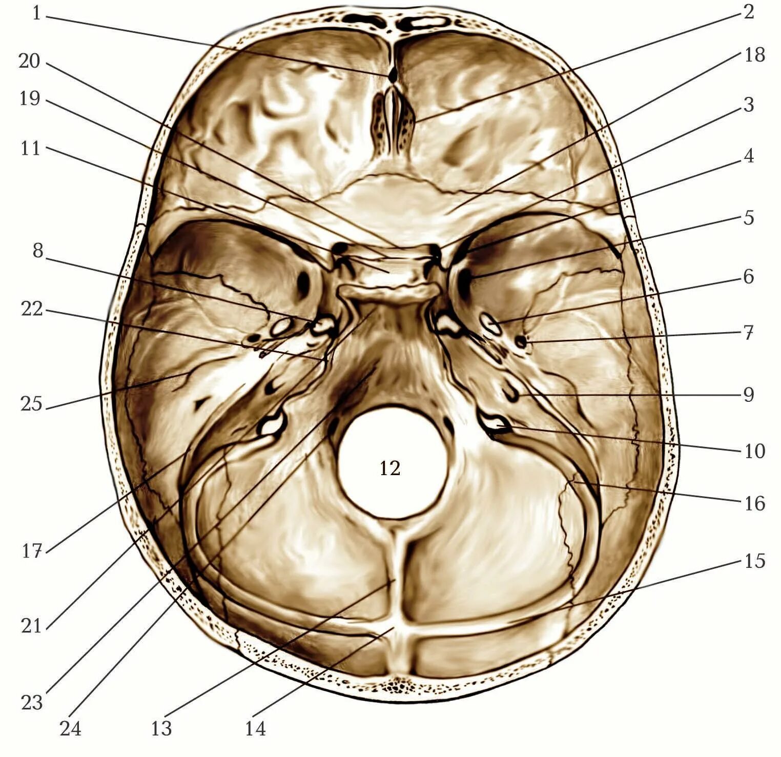 Черепные ямки черепа. Внутреннее основание черепа Синельников. Внутренняя поверхность основания черепа анатомия. Топография черепа медунивер. Мозговое основание черепа