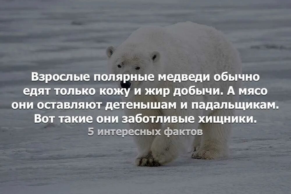 Интересное про белого медведя детям. Интересные факты о белом медведе. белый медведь интересные факты для детей. интересные факты о медведях. интересные истории о белом медведе.