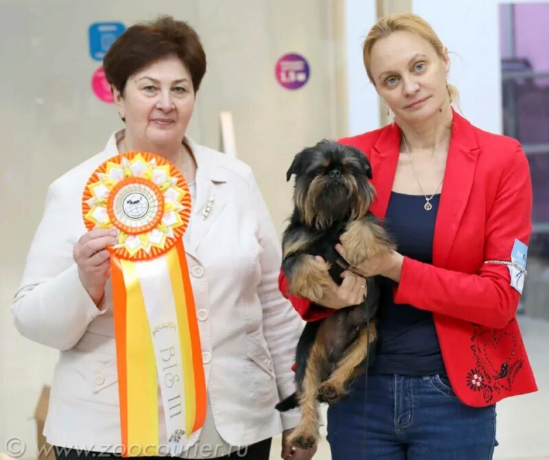 Зоокурьер выставки собак 2024 в санкт петербурге. Зоокурьер выставки собак 2024 в санкт петербурге. Зоокурьер выставки собак 2024 в санкт петербурге. Ранги выставок собак. Зоокурьер выставки.