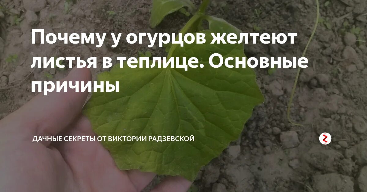 Почему желтеет листва у огурцов. Пожелтела раасадаогурцлв в теплице. огурцы желтеют листья. желтеют листья огурцов в теплице. причины пожелтения листьев у огурцов в теплице.