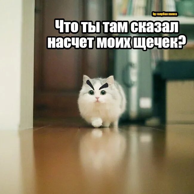 Говорить насчет работы. Когда кто то пошутил про твои щечки. Когда недооценивают твои щечки. Мем с котом с пухлыми щеками. Ну зачем про щечки.