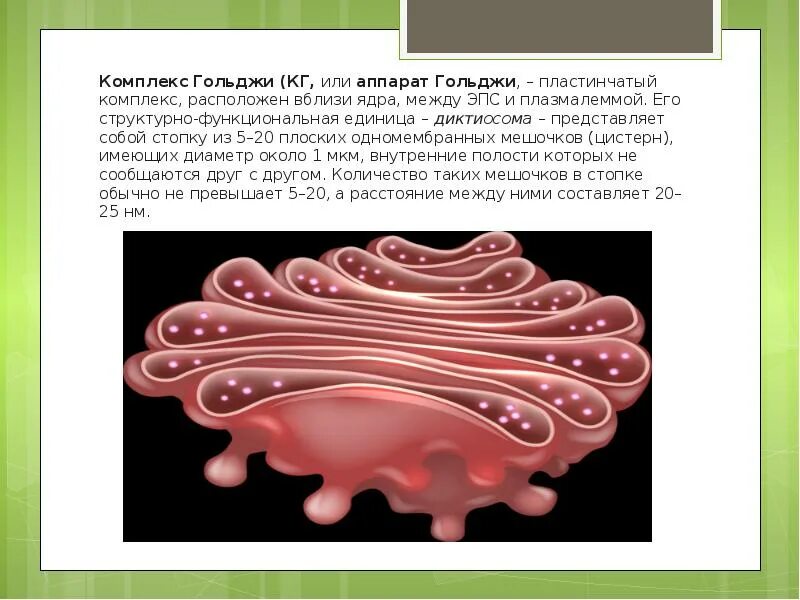 Комплекс Гольджи пластинчатый аппарат. Аппарат Гольджи диктиосома. Пластинчатый комплекс (комплекс Гольджи). Строение и функции.. Пластинчатый комплекс