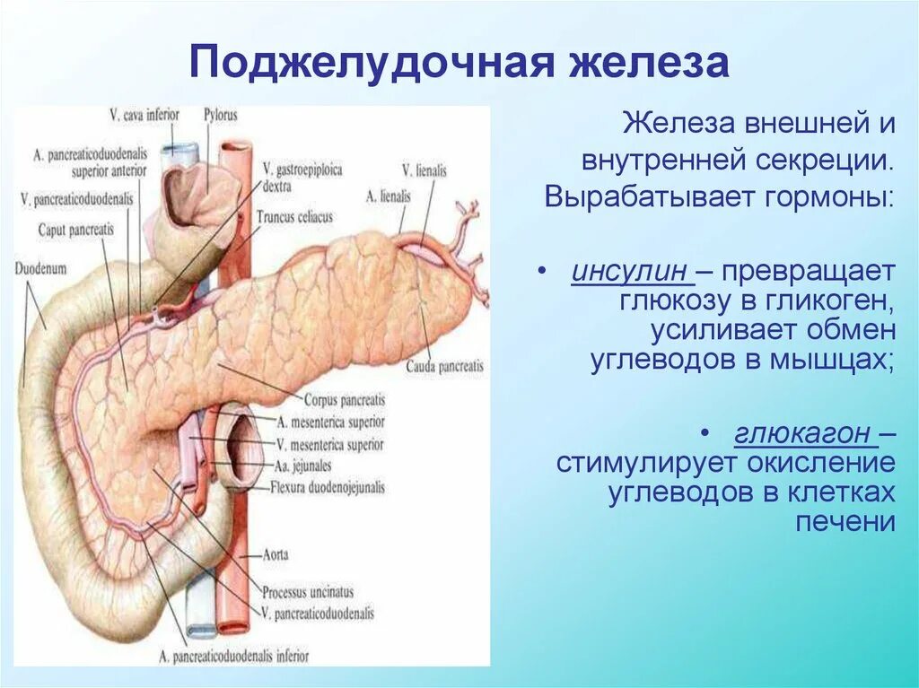 Поджелудочная железа отечность