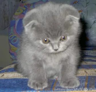 Коты челны