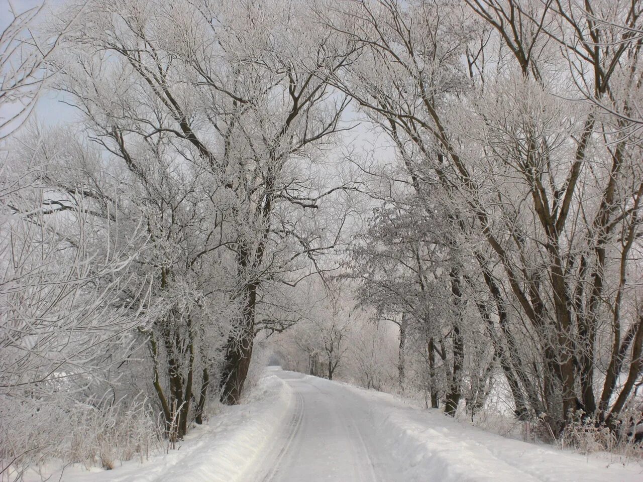 Заснеженная дорога. Зимнее дерево. Снег фото. Холодная зима. Где умеренно холодная снежная зима