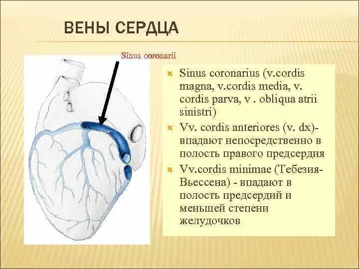 Cordis латынь. Вены коронарного синуса. Венечный синус сердца анатомия. Венечные вены сердца.