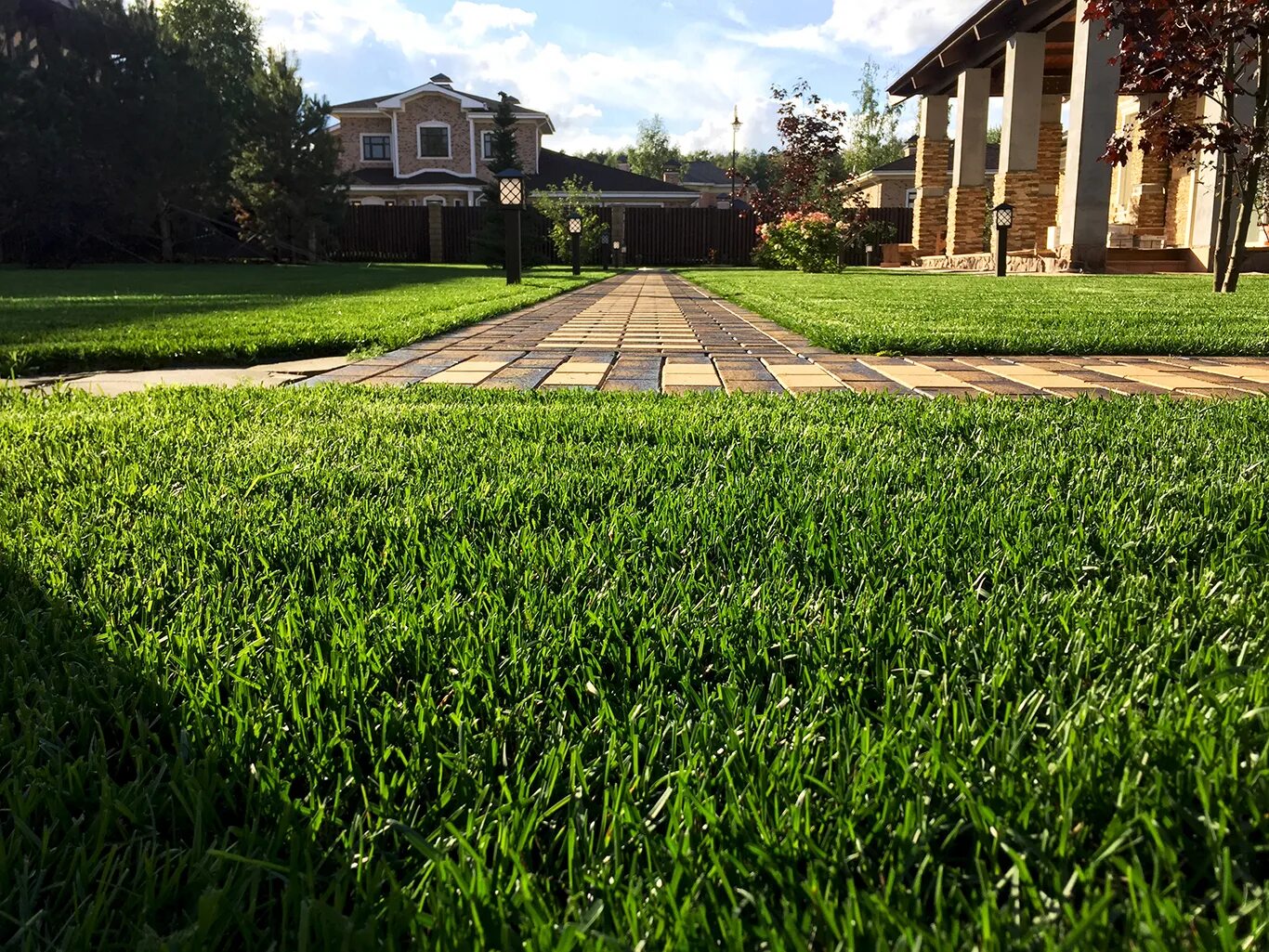 Трава парковая газонная. Рулонный газон баннер. Фотография газона. Газонная трава "тенистая лужайка". Газон в339те750.