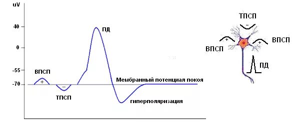 Впсп и тпсп физиология. График впсп и тпсп физиология. ионные механизмы формирования впсп и тпсп физиология. суммация впсп. постсинаптические потенциалы нервной клетки: впсп и тпсп.