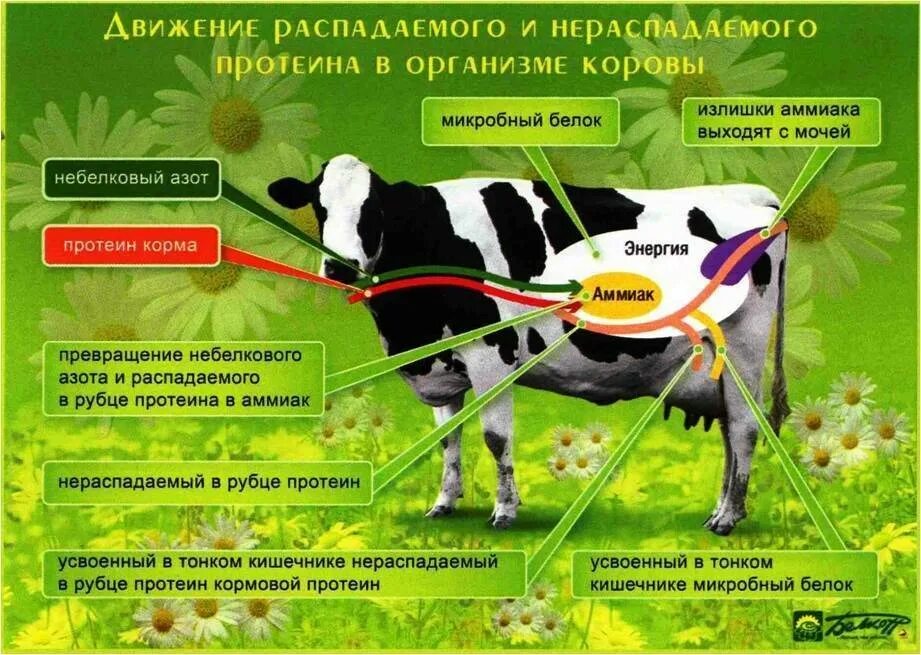 Рацион коровы. Кормовые добавки для дойных коров. Высокопродуктивных молочных коров. Рацион для высокопродуктивных коров. Читать краткое содержание корова