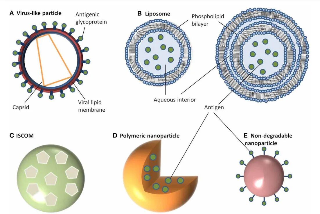 Like virus. Virus-like Particle. Polymer Nanoparticles. Ниосомы. Polymeric Nanoparticles.