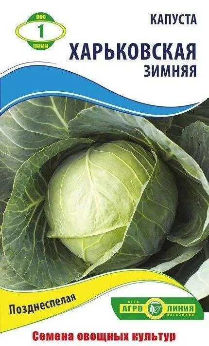 Сорт капусты харьковская. Капуста харьковская зимняя описание отзывы. Капуста харьковская зимняя описание отзывы. Сорт капусты харьковская. Сорта капусты белокочанной харьковская.