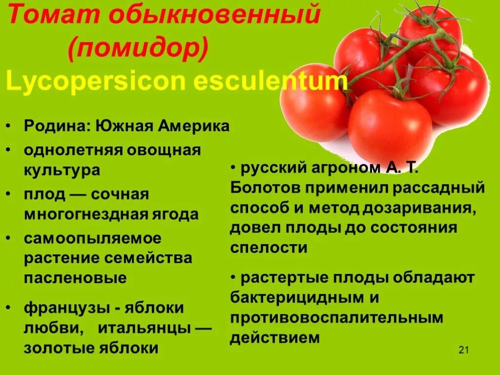 Помидоры помидоры песня сектор газа. Томат семейство Пасленовые.